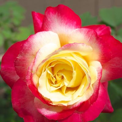 Van Zyverden Double Delight Rose Plant