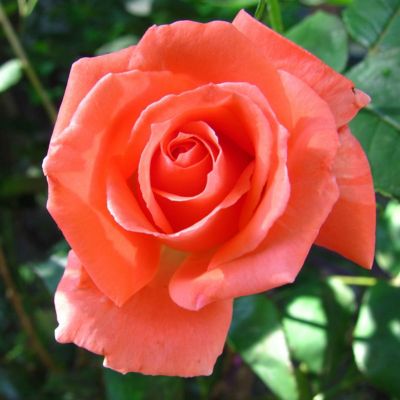 Image showing  Tropicana Rose Plant