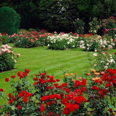 Image showing  Tropicana Rose Plant