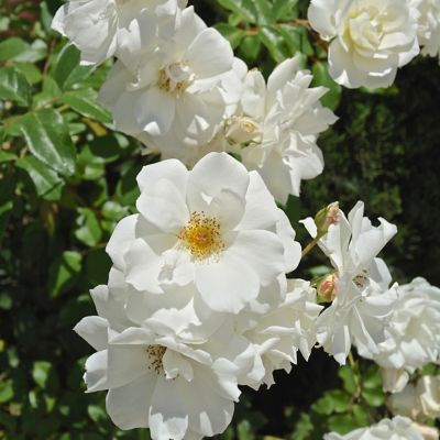 Van Zyverden Iceberg Rose Plant
