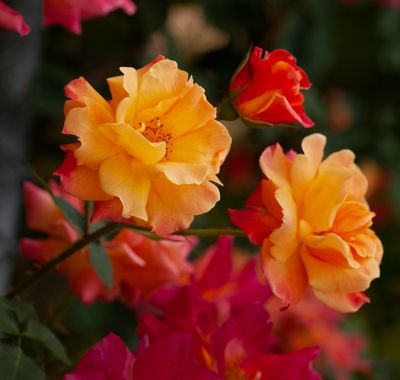 Van Zyverden Josephs Coat Climbing Rose Plant