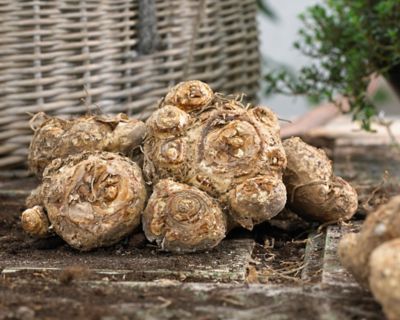 Image showing  Multicolor Callas Plants, 16 pc. Bulbs