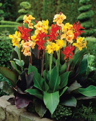 Van Zyverden Multicolor Cannas Giant Tall Mixed Plants,12 pc. Bulbs