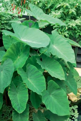 Van Zyverden Jumbo Elephant Ears, Set of 6 Bulbs