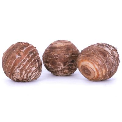 Image showing  Jumbo Elephant Ears, Set of 6 Bulbs