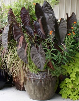 Van Zyverden Diamond Head Elephant Ears, Set of 3 Bulbs