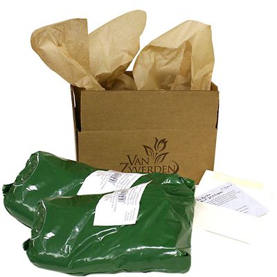 Image showing  Hollyhock Plant Mix, 10 Roots