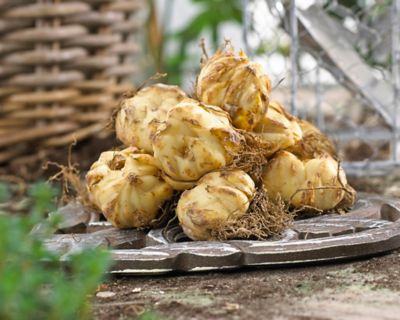 Image showing  Dutch Asiatic Lily Plant Mix, 14 Bulbs