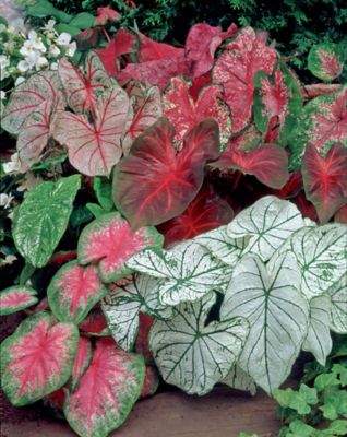 Van Zyverden Fancy Leaf Mixed Caladiums, Set of 18 Bulbs