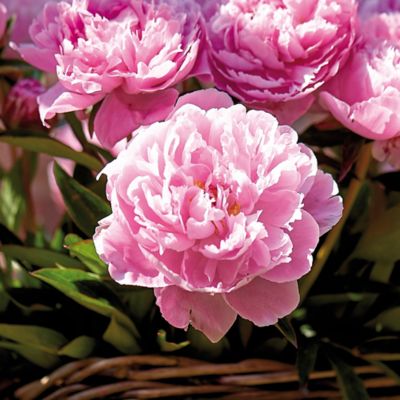 Van Zyverden Sarah Bernhardt Peony Plant, 6 Roots, 833032