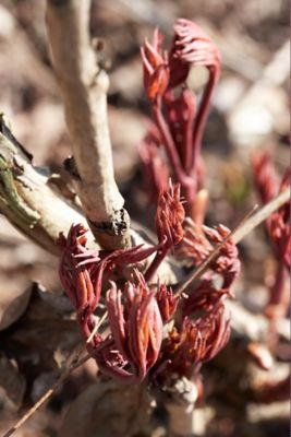 Image showing  Sarah Bernhardt Peony Plant, 6 Roots, 833032