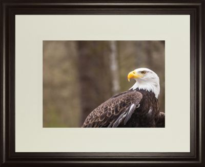 Classy Living Majestic Eagle Wall Art Print, 34 in. x 40 in.