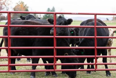 Image showing  16 ft. x 50 in. 7-Bar Heavy-Duty Standard Bull Gate, 81 lb., Red