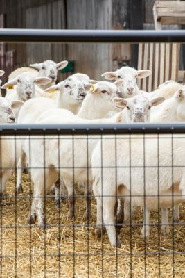 Image showing  4 ft. x 50 in. Wire Filled Gate, 2 in. x 4 in. Mesh, Gray