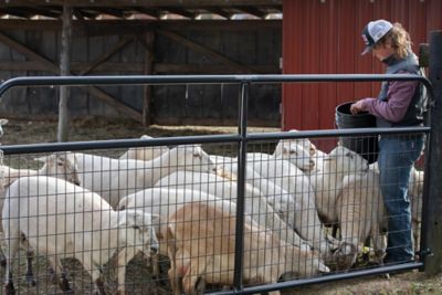 Image showing  10 ft. x 50 in. Wire Filled Gate, 2 in. x 4 in. Mesh, Gray