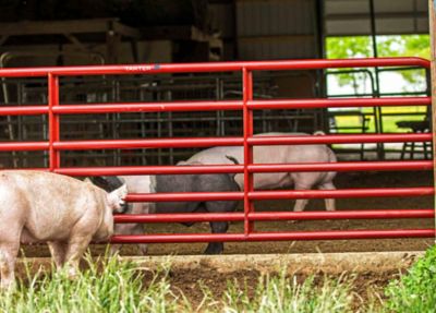 Image showing  12 ft. x 35 in. 7-Bar Hog/Sheep Gate, 1-3/4 in. Tube, Red
