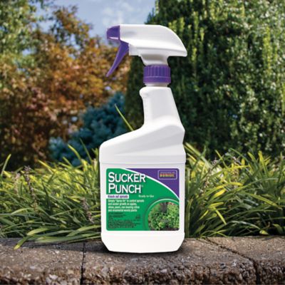 Image showing  16 oz. Sucker Punch Ready-to-Use Spray, Control Unwanted Plant Sprouts, Plant Growth Regulator for Home Garden