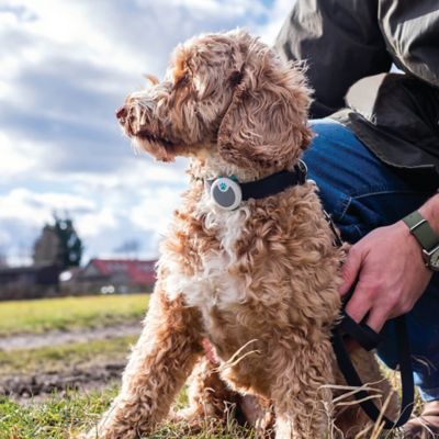Image showing  Amino Dog Activity Tracker