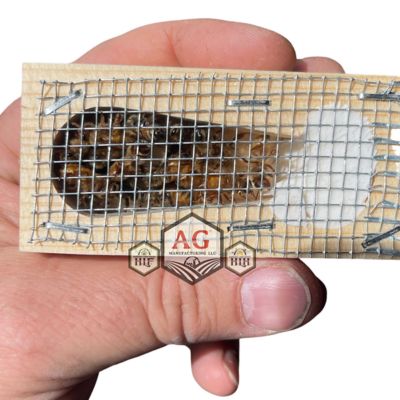 Image showing  Live Italian Queen Bee with Attendants