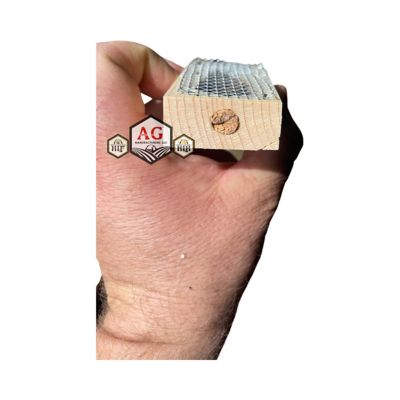 Image showing  Live Italian Queen Bee with Attendants