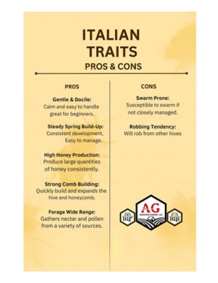 Image showing  Live Italian Queen Bee with Attendants