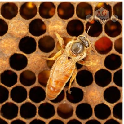 Image showing 5 th Harvest Lane Honey Live Italian Queen Bee with Attendants