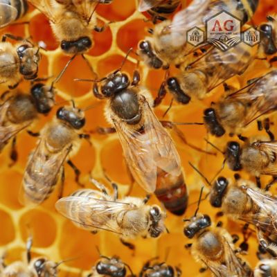 Image showing 6 th Harvest Lane Honey Live Italian Queen Bee with Attendants