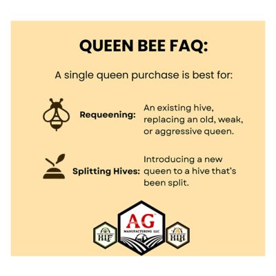 Image showing  Live Carniolan Queen Bee with Attendants