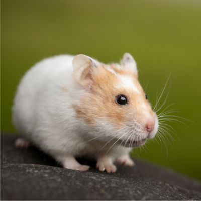 Image showing  Premium Western Forage Alfalfa Small Animal Treat, 24 oz.