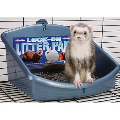 Marshall High Back Small Pet Litter Pan at Tractor Supply Co