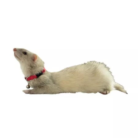 Marshall Adjustable Ferret Bell Collar Red Small Pet Grooming Accessories