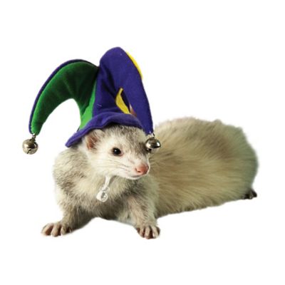 Marshall Ferret and Small Animal Jester Hat