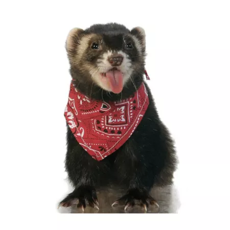 Marshall bandana for ferrets and small animals Small Pet Harnesses