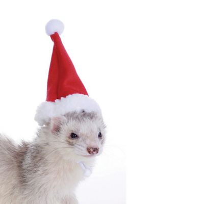 Marshall Ferret and Small Animal Santa Hat