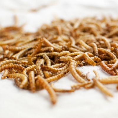 Image showing  Mealworm Frenzy Chicken Treats