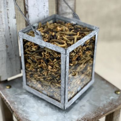 Image showing  Bug Bonanza Chicken Treats, 30 oz.