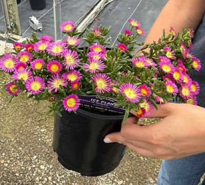 Image showing  1G Perennial Asst