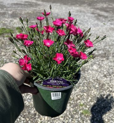 Image showing  1G Perennial Asst