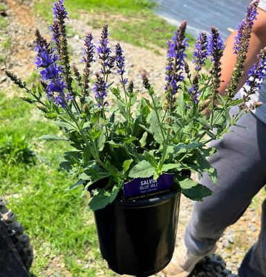 Image showing  1G Perennial Asst