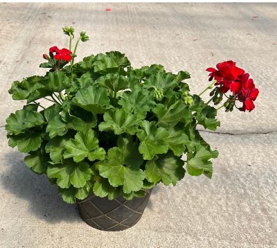 Image showing  12 in. Geranium