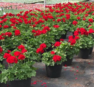 Image showing  12 in. Geranium