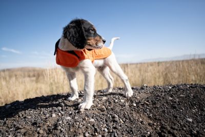 Image showing 9 th Carhartt Water-Repellent Dog Chore Coat