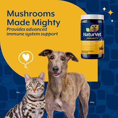 Image showing  Mushroom Max Advanced Immune Support Soft Chews for Dogs and Cats