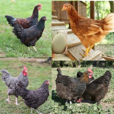 10+ Mixed Breed Chicken HATCHING EGGS Barnyard Mix Hardy Bird's Pest Killers 