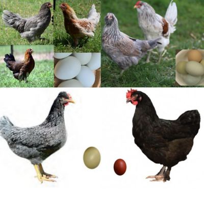 Image showing  Live Assorted Color Egg Production Baby Chicks, 10 ct.