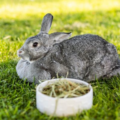 Image showing  Premium Western Forage Timothy Grass Small Animal Treat, 48 oz.