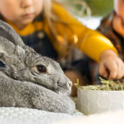 Image showing  Premium Western Forage Timothy Grass Small Animal Treat, 48 oz.