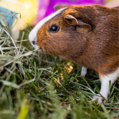 Image showing  Premium Western Forage Orchard Grass Small Animal Treat, 18 oz.