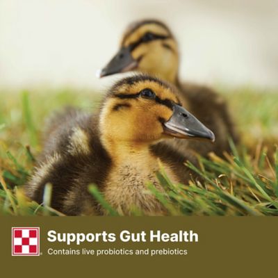 Image showing  Pelleted Duck Feed