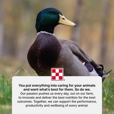 Image showing  Pelleted Duck Feed